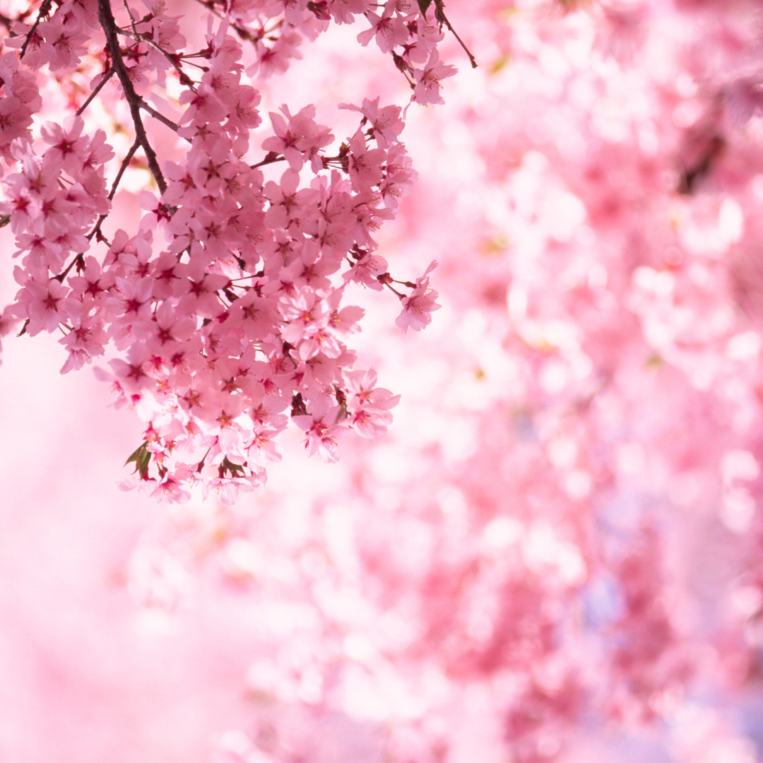 Cherry Blossom Candle (300g)