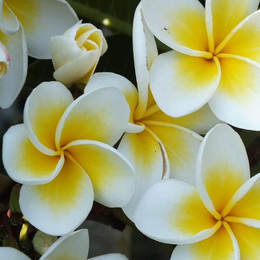 Wild Frangipani Candle (300g)