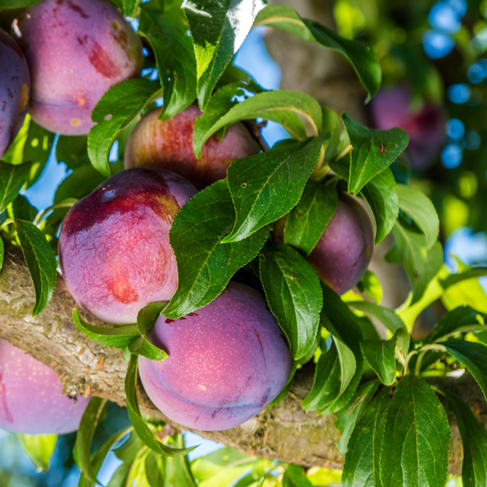 Kakadu Plum Candle (300g)